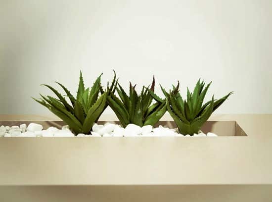 Does Aloe Vera for Cold Sores Work?