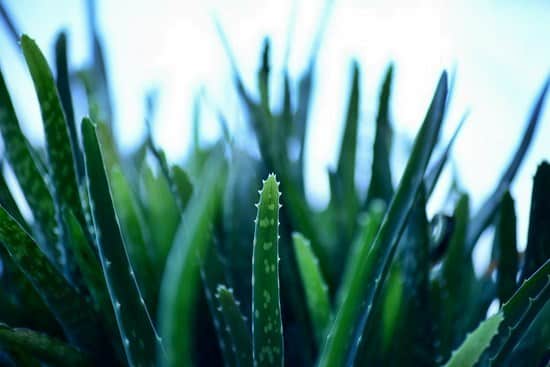 heal a yellow fever blister scab naturally